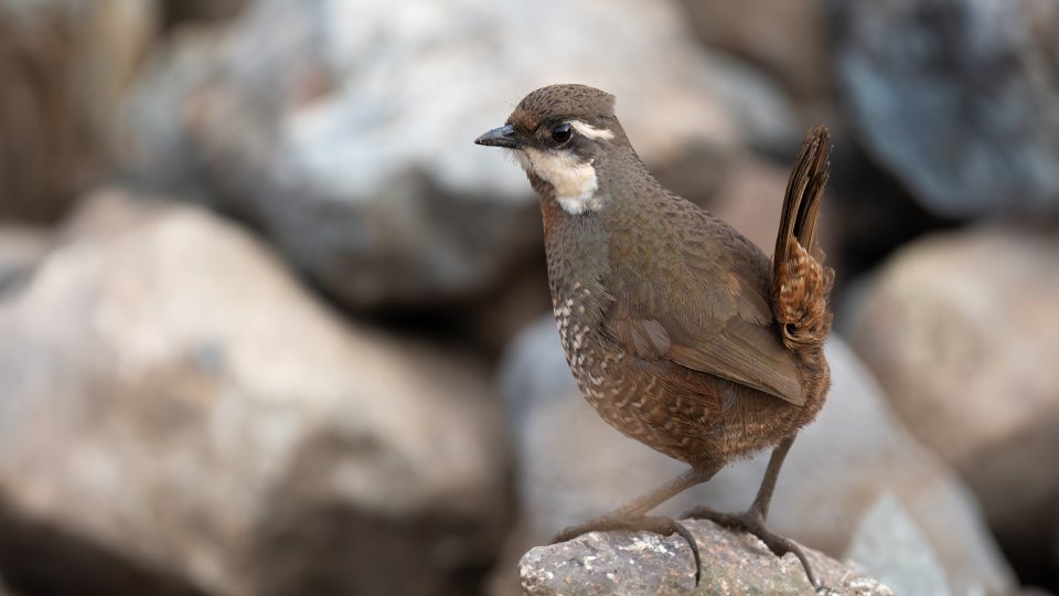Turca fotografiada en Santuario de la Naturaleza Yerba Loca, Lo Barnechea