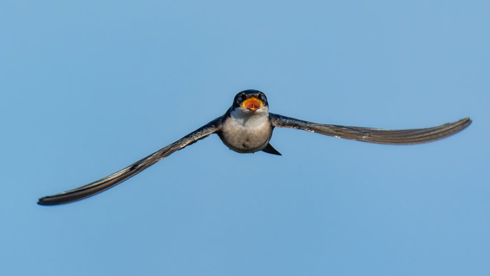 Golondrina Chilena fotografiada en Humedal de Mantagua, Quintero